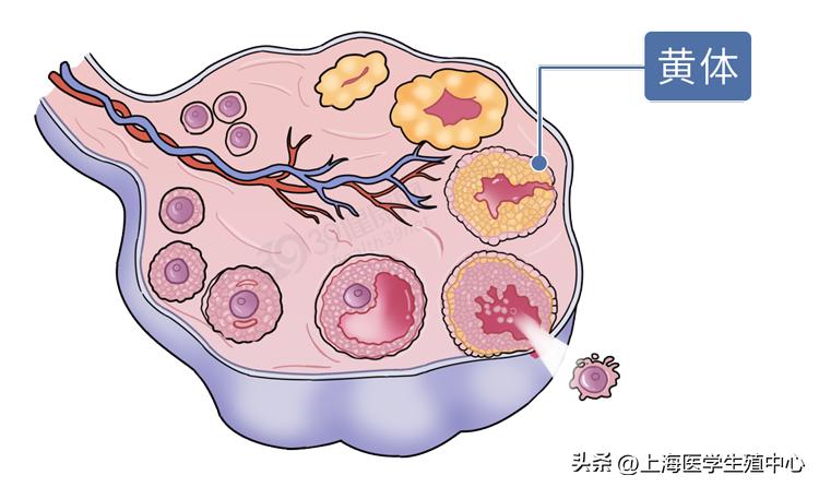 移植用了黄体酮会腰酸嘛,移植后打黄体酮会影响胎儿吗