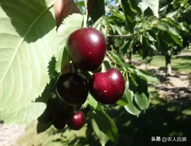 智利车厘子如何保鲜,车厘子过海怎么保鲜