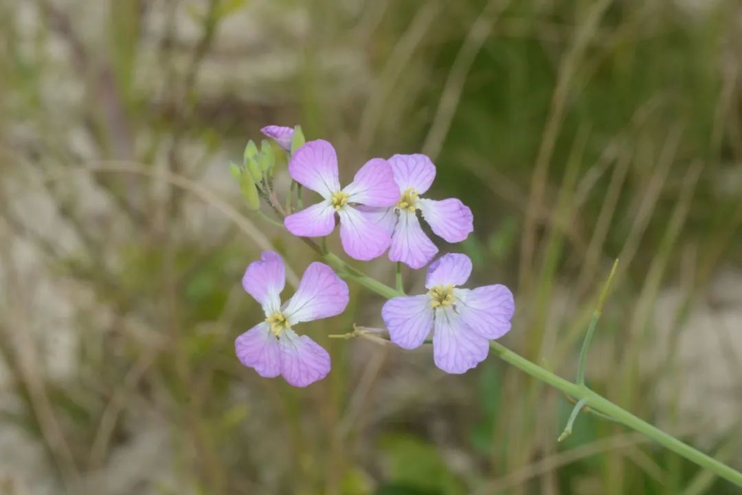 萝卜的这个小知识你知道了吗 (关于萝卜的百科知识有哪些)
