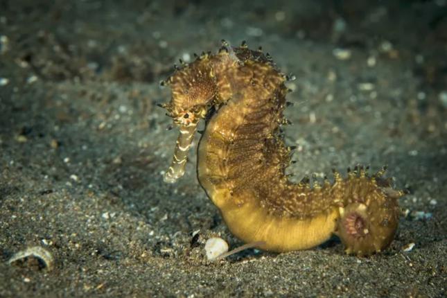 动物界中最可怕的父母们,动物界最高等和最低等