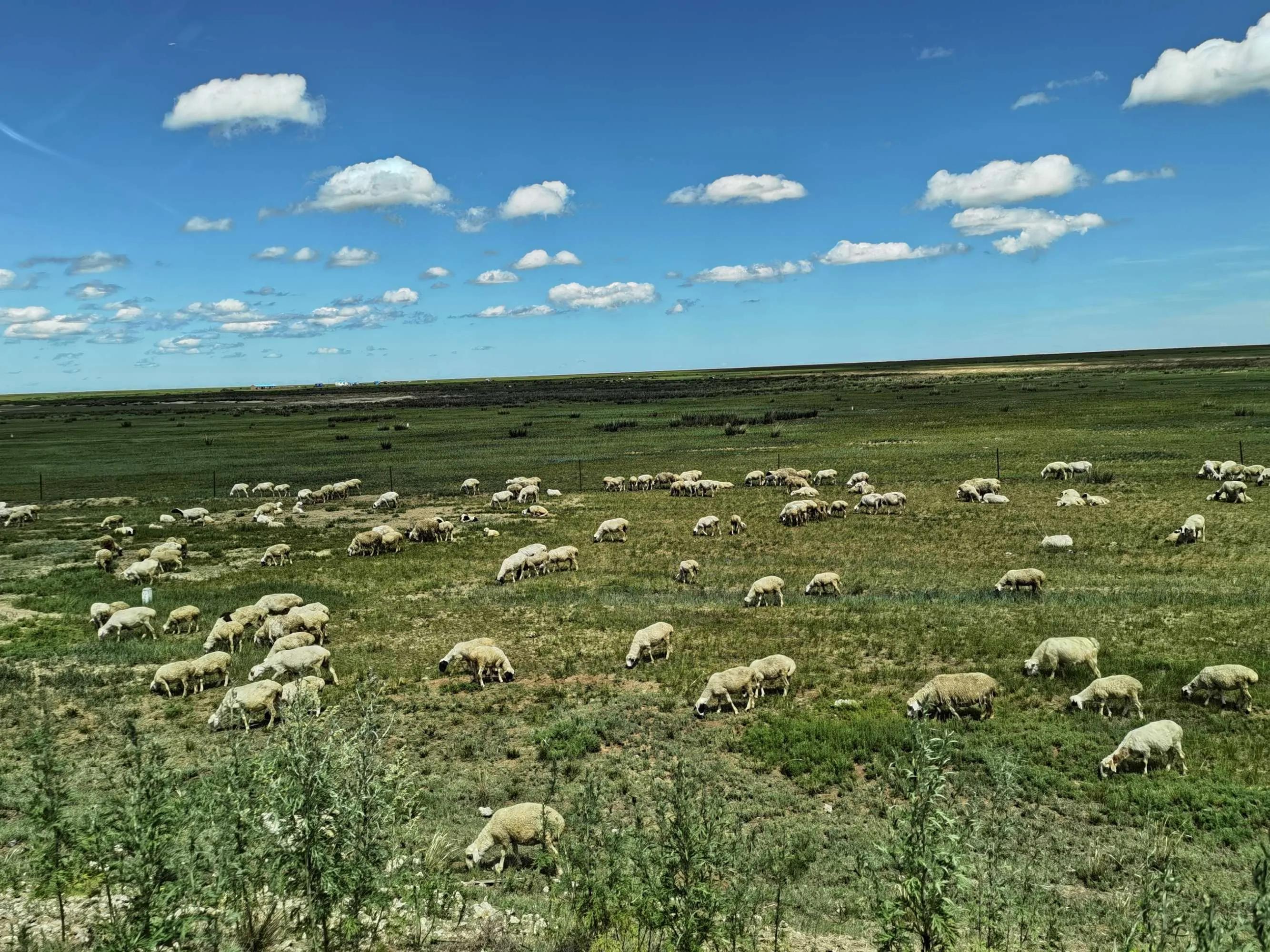 呼伦贝尔六日游自由行攻略 (呼伦贝尔八日游旅游攻略)