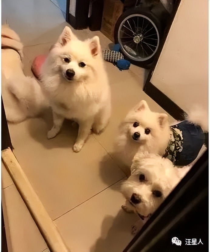 妹子半夜上厕所，家里的狗子非要跟着，结果……被它萌翻了