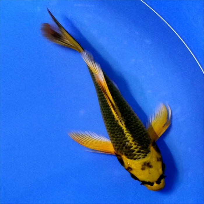 浙江男子市场买鱼，却偶遇“黄金龙凤锦”，身披黄金甲、仿若天龙