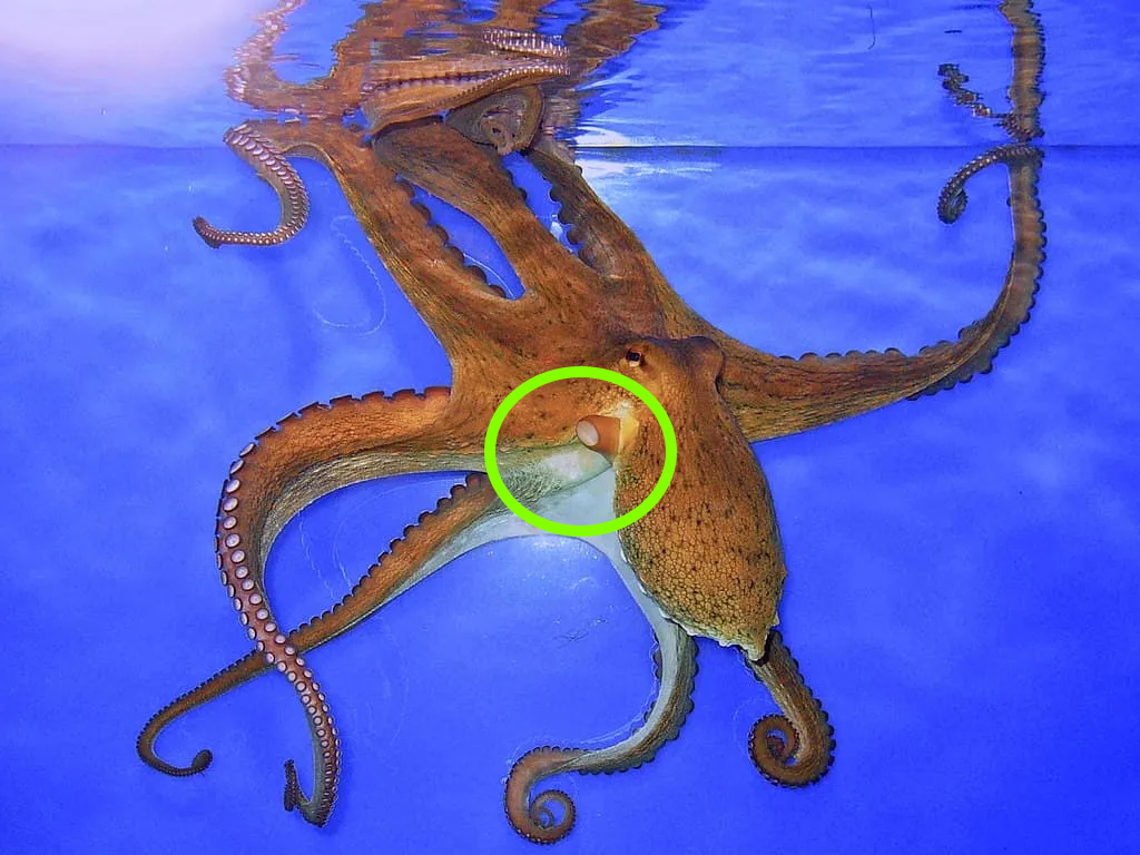 有些雄性动物交配后，为何会自断阴茎？一点后路也不给自己留么？