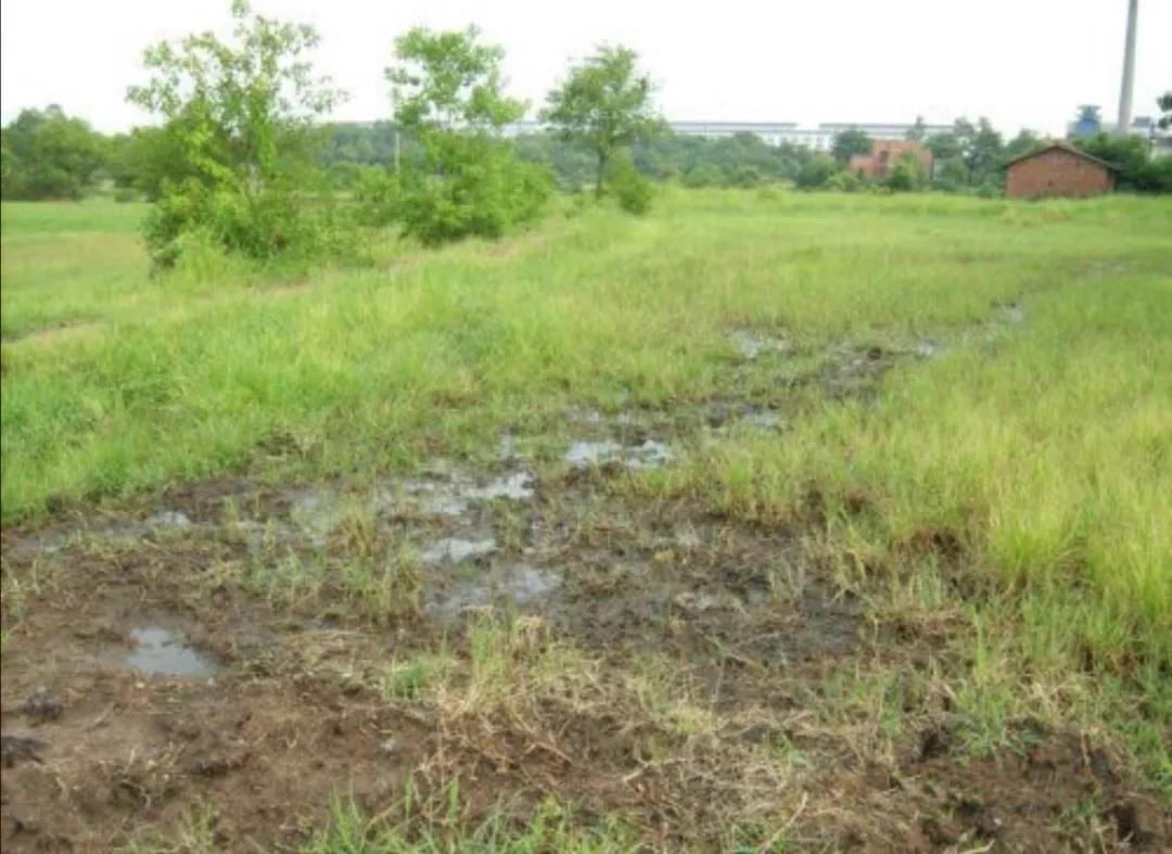 中药材种植基地选址要求,中药材种植基地申请条件及流程
