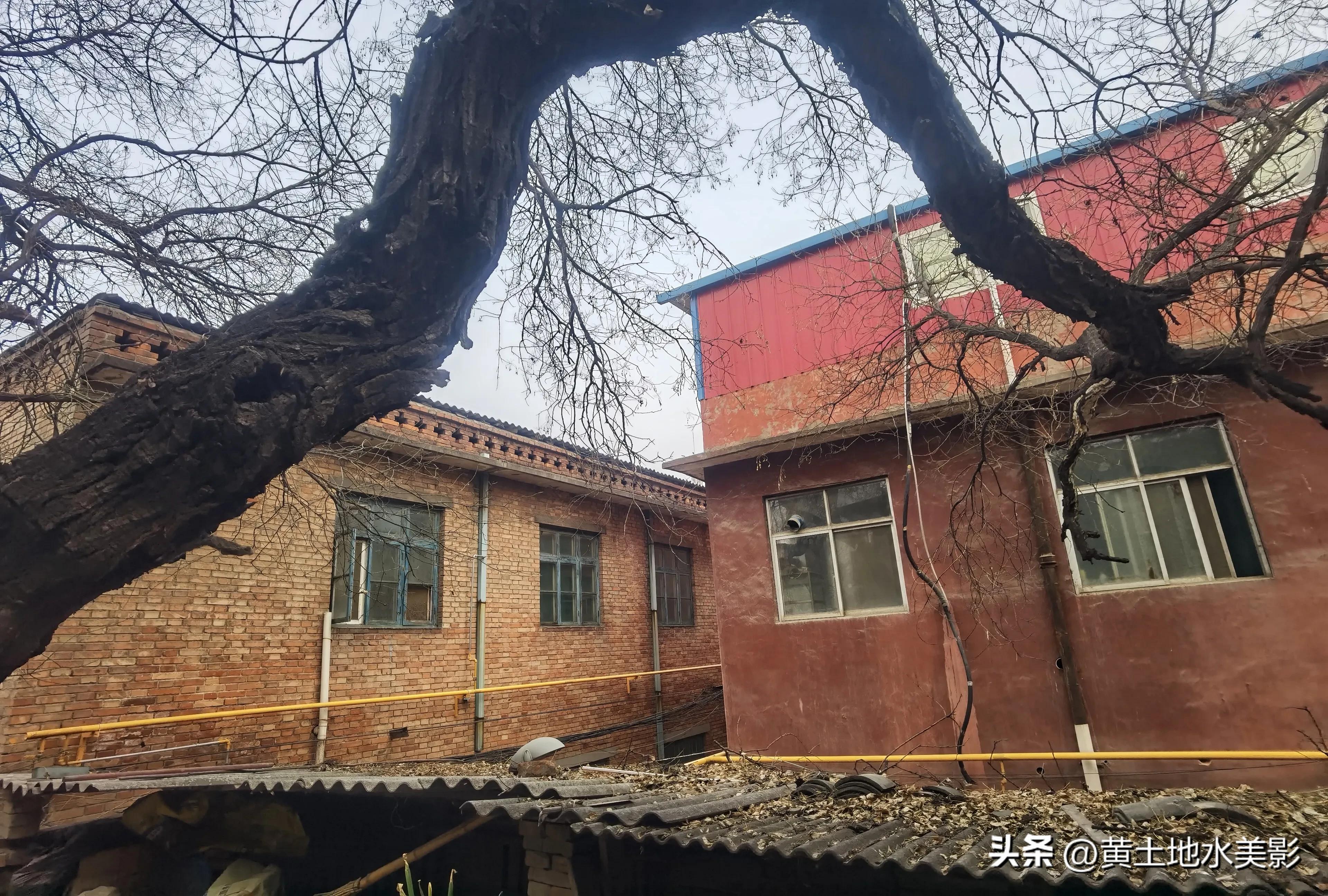 村里有棵五百多年树龄的国槐,一棵四百多年的国槐