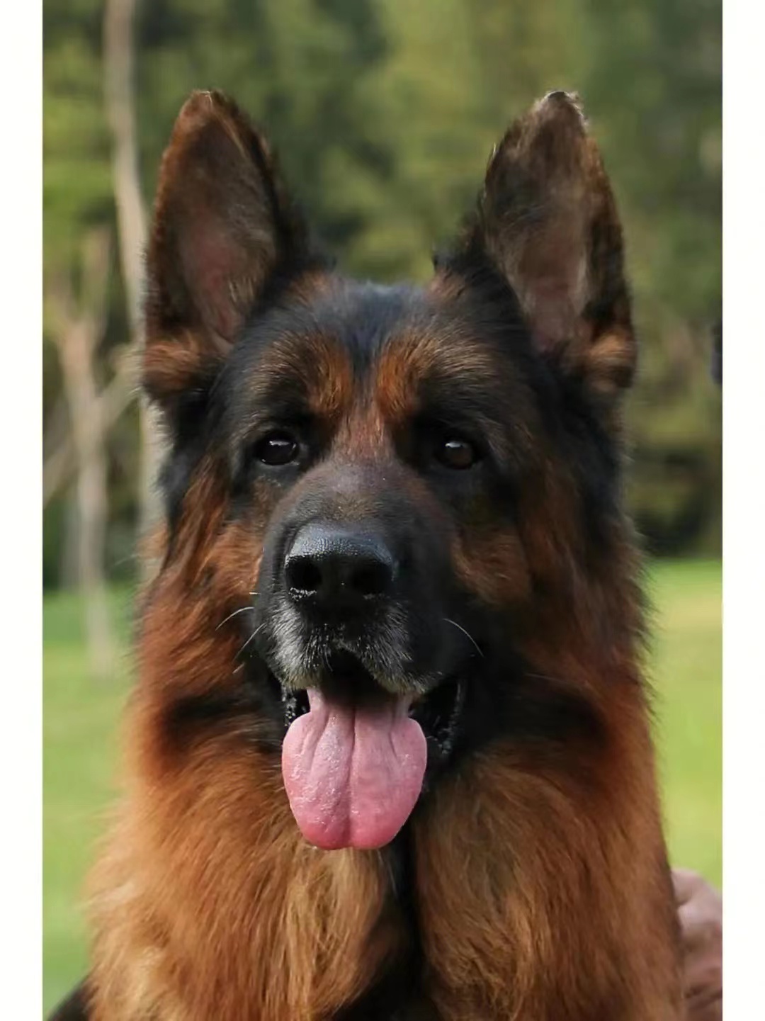 萨摩十大聪明犬排名,十大聪明犬排名蝴蝶犬