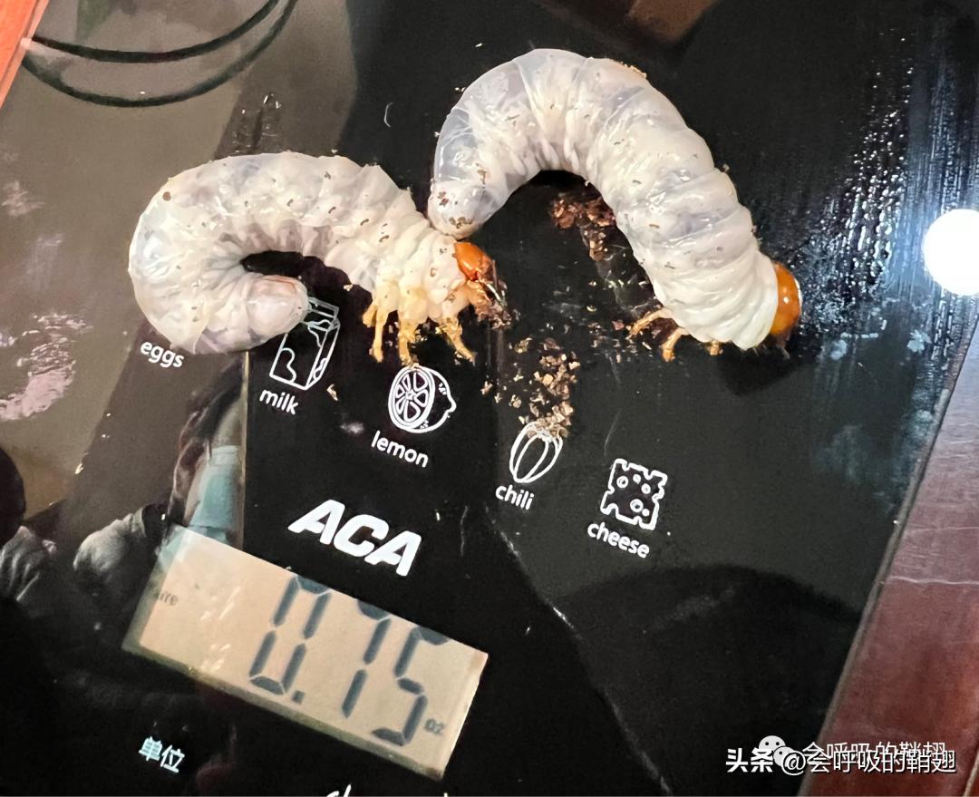 野生中华大扁锹如何繁殖,中华大扁锹繁殖用什么