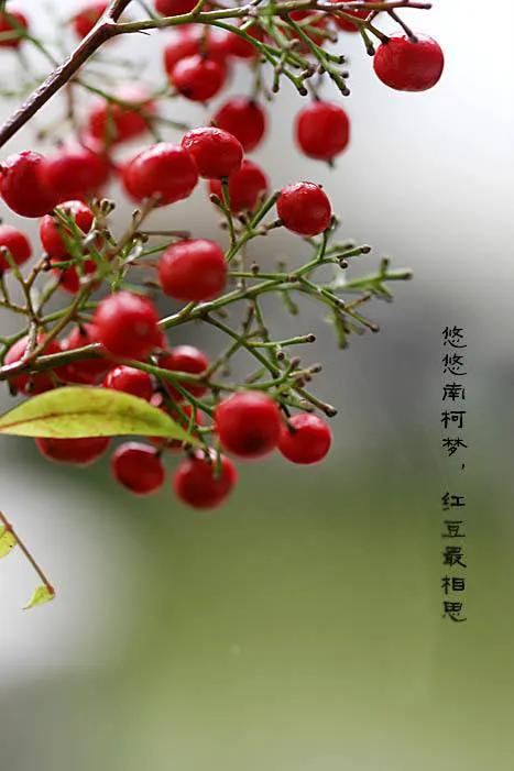 绿豆种子发芽和光的关系,绿豆发芽对比