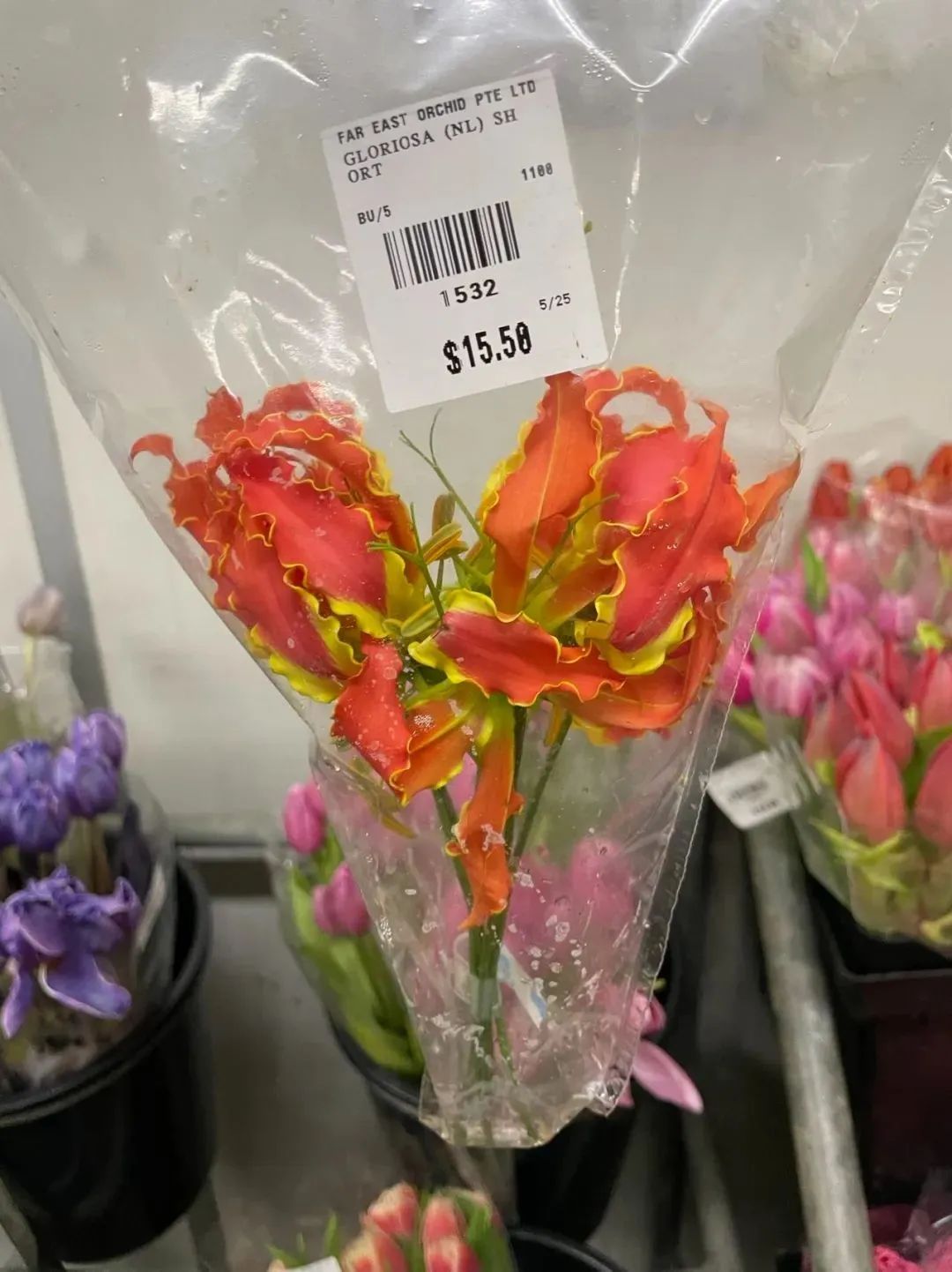 鲜花在水里能养几天会死,新加坡盆栽花卉怎么养