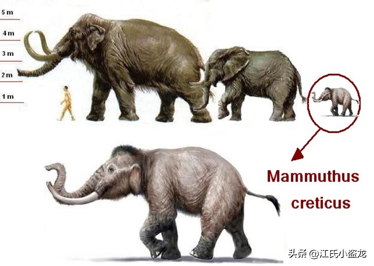 猛犸象遗迹,西普塔岛猛犸象