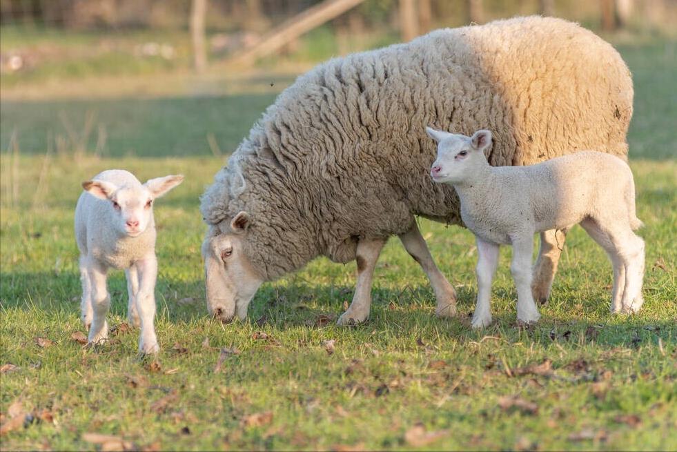 羊不吃草不反刍咬牙怎么回事,羊不吃草不喝水咋回事