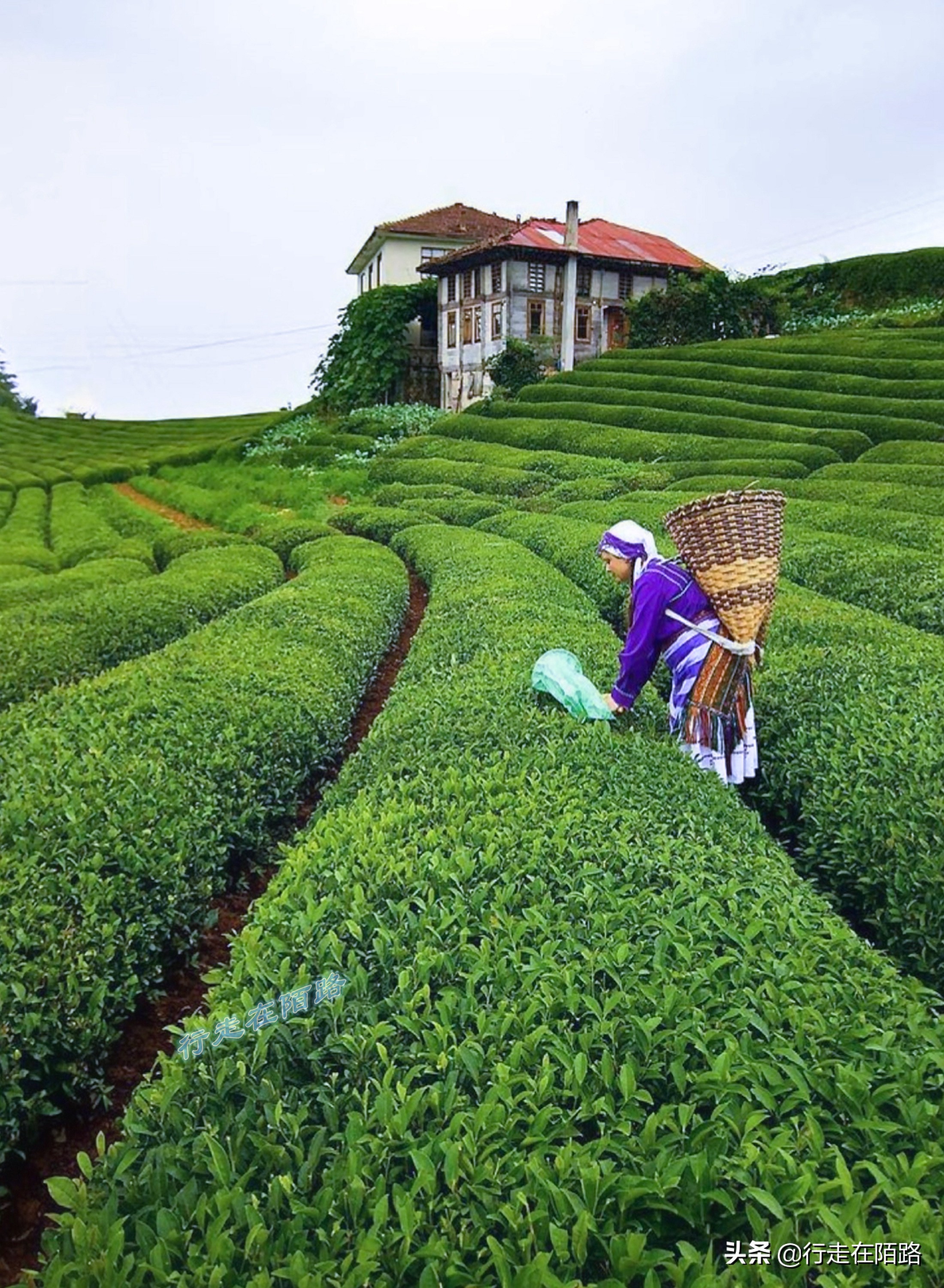 土耳其人茶文化,土耳其中文向导