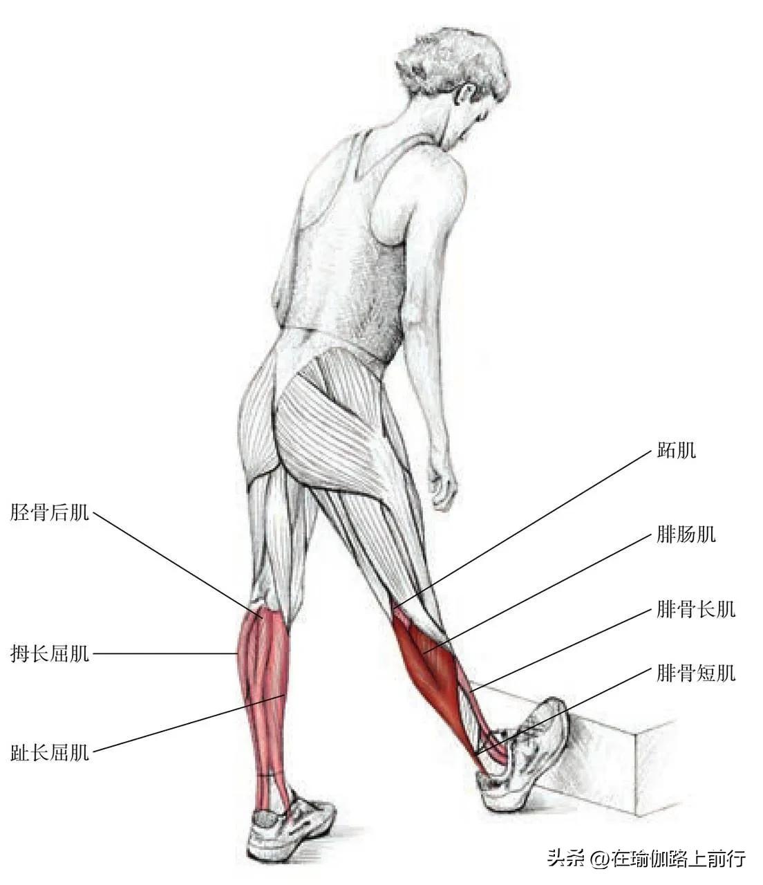 拉伸小腿肌肉的图片,拉伸小腿肌肉