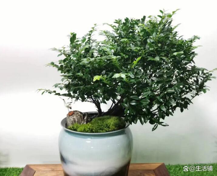 小叶紫檀怎么养才能爆盆,小叶紫檀的养殖方法和注意事项