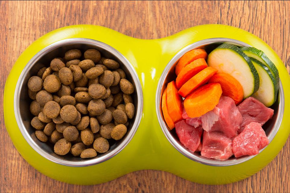 如何挑选狗粮主要看这4点,怎么挑选狗爱吃的狗粮品牌