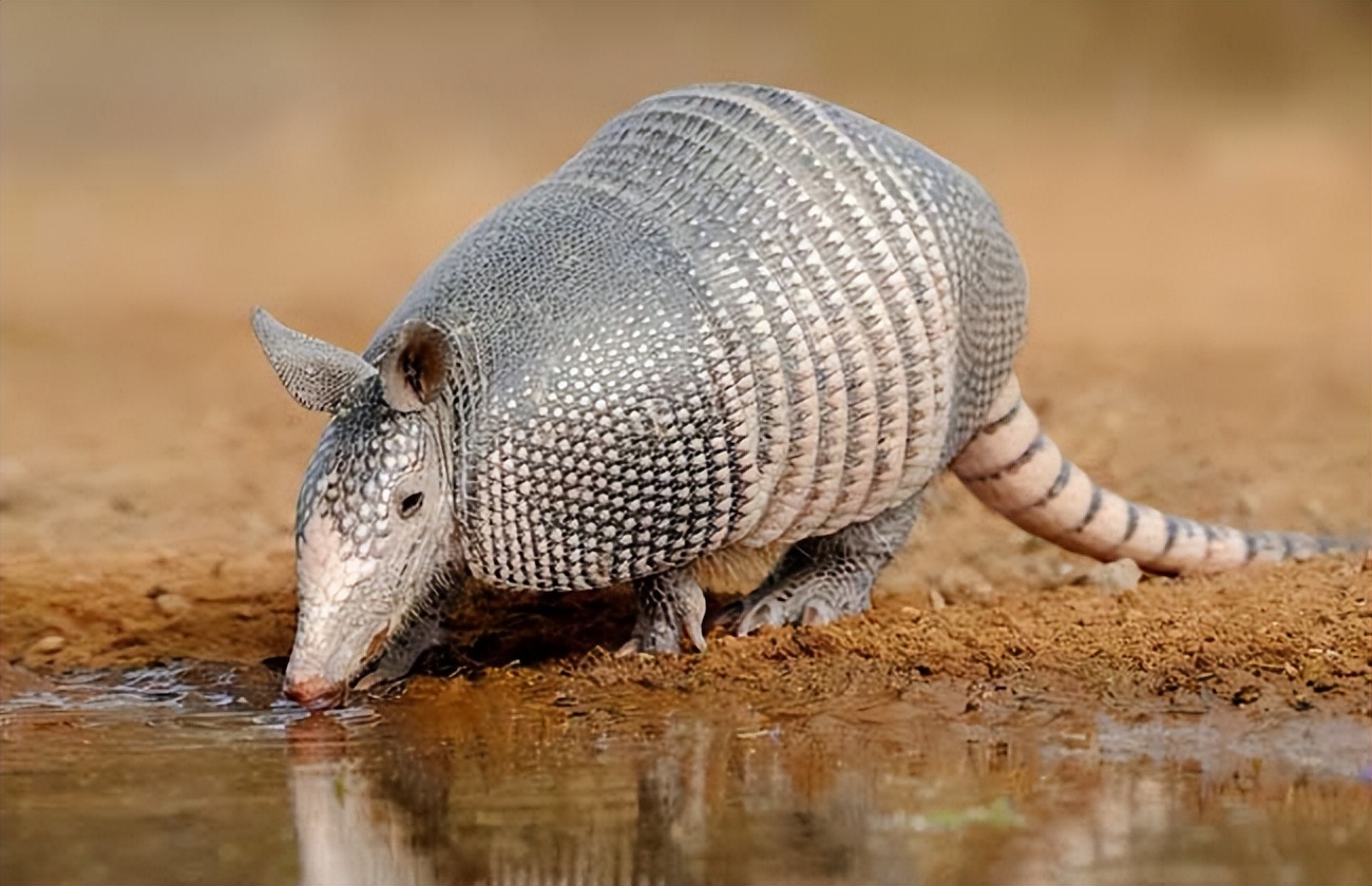 犰狳巴西,犰狳是巴西的国宝吗