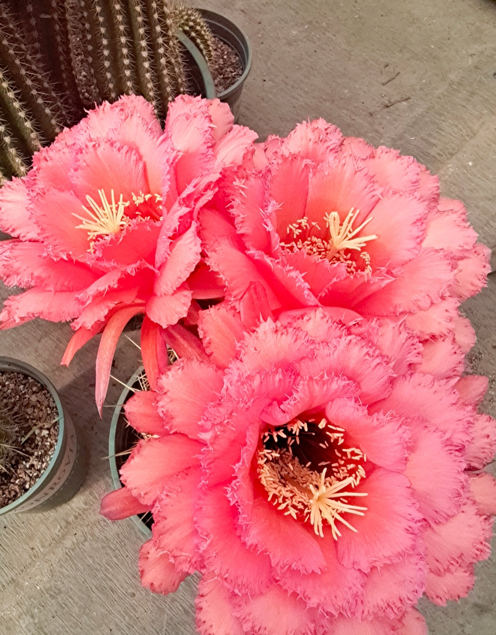 毛花柱克斯汀仙人球几月开花,花期最长的仙人球