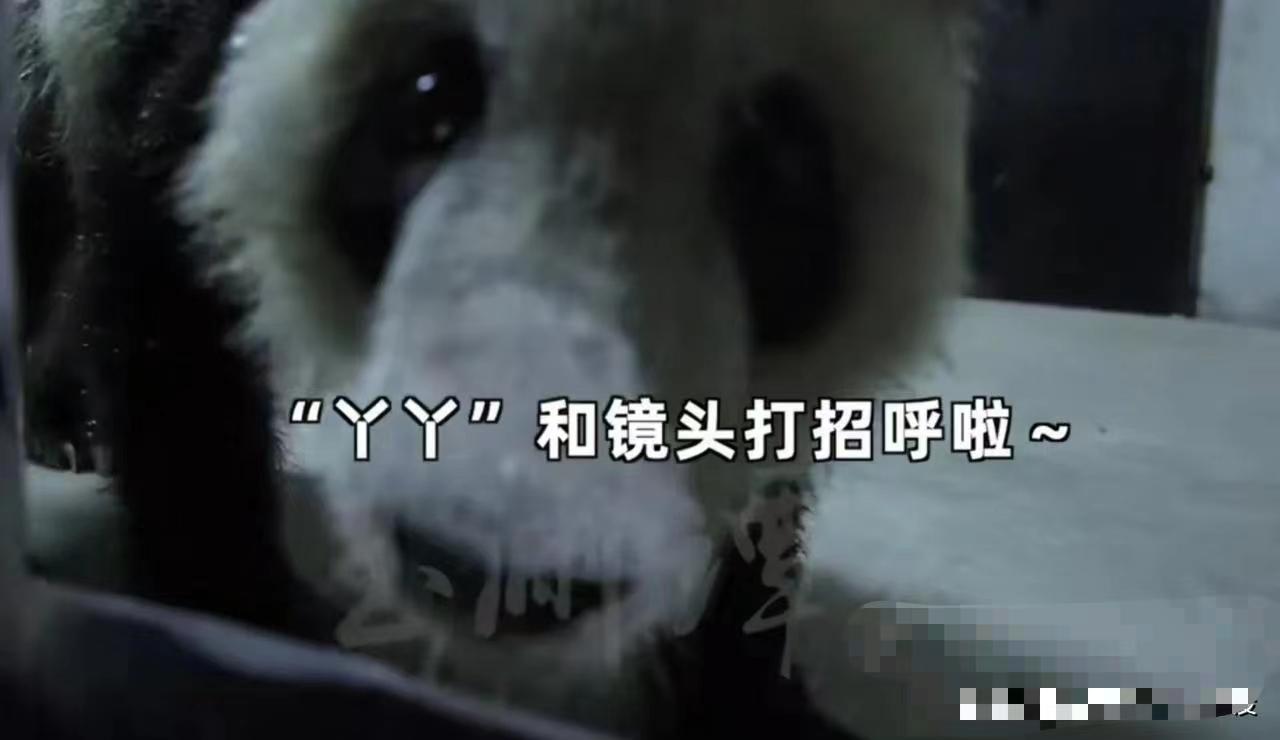 大熊猫丫丫出国前的样子,大熊猫丫丫还有几年回国