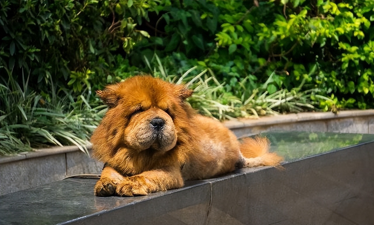 松狮犬白送都不养，太难“驾驭”了