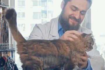 如何给猫猫做品种认证,如何通过科学实验提升猫的智商