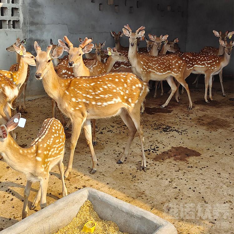 养鹿的技巧有哪些视频教学,鹿的养殖需要什么条件