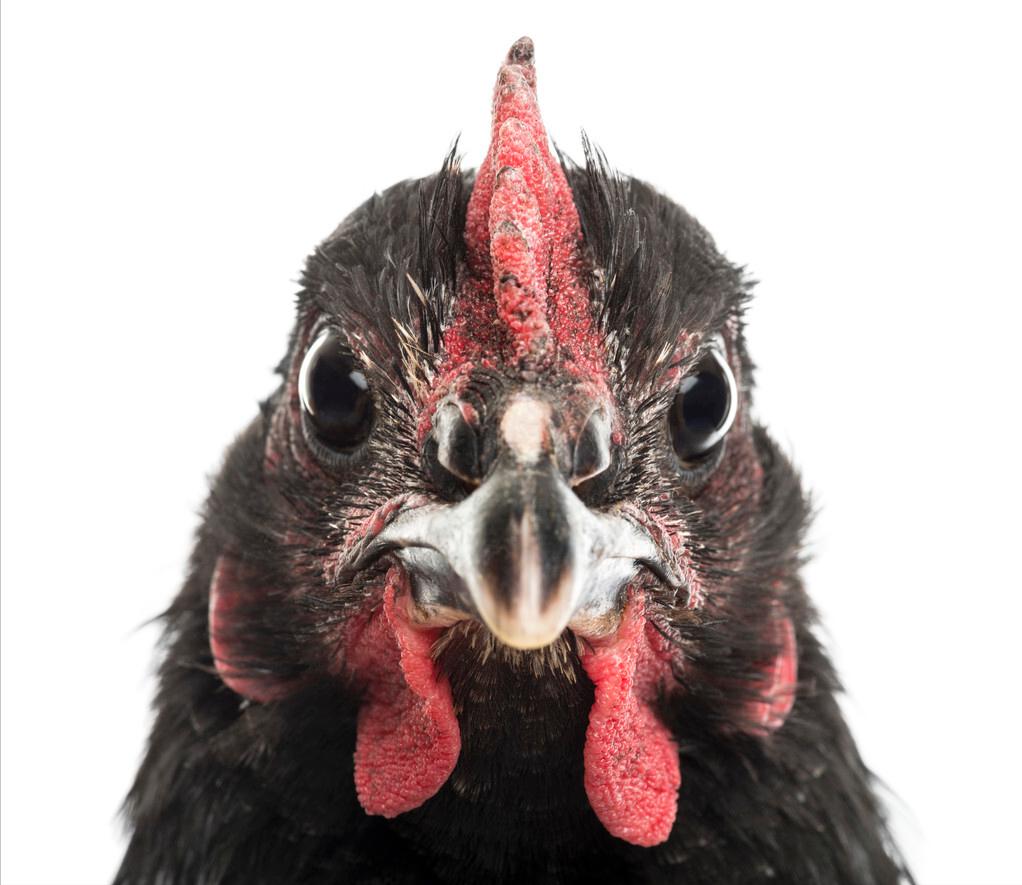 美一男子斩下蛇头,十分钟后险些被蛇头咬死,蛇头为何能僵而不死