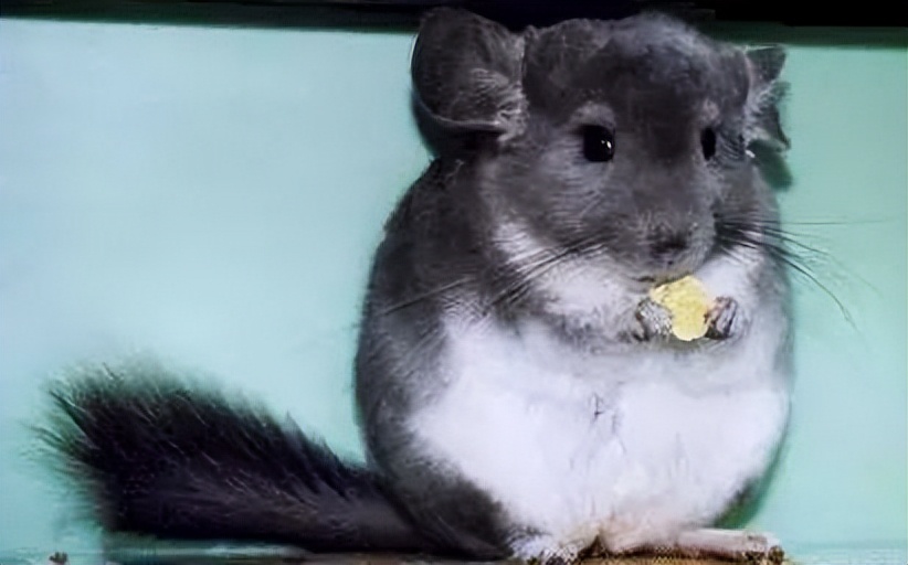 人们最喜欢的宠物狗,人们都喜欢的宠物是什么