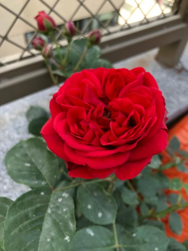 每个人心中都有一个美丽的花园,每个人心中都有一座属于我的花园