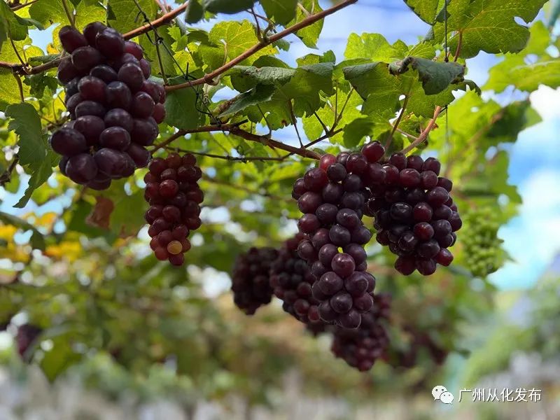 两人从化两天一夜游玩攻略,去从化玩的攻略