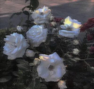 分享欲是最高的浪漫主义图片,分享欲是最高的浪漫主义长文