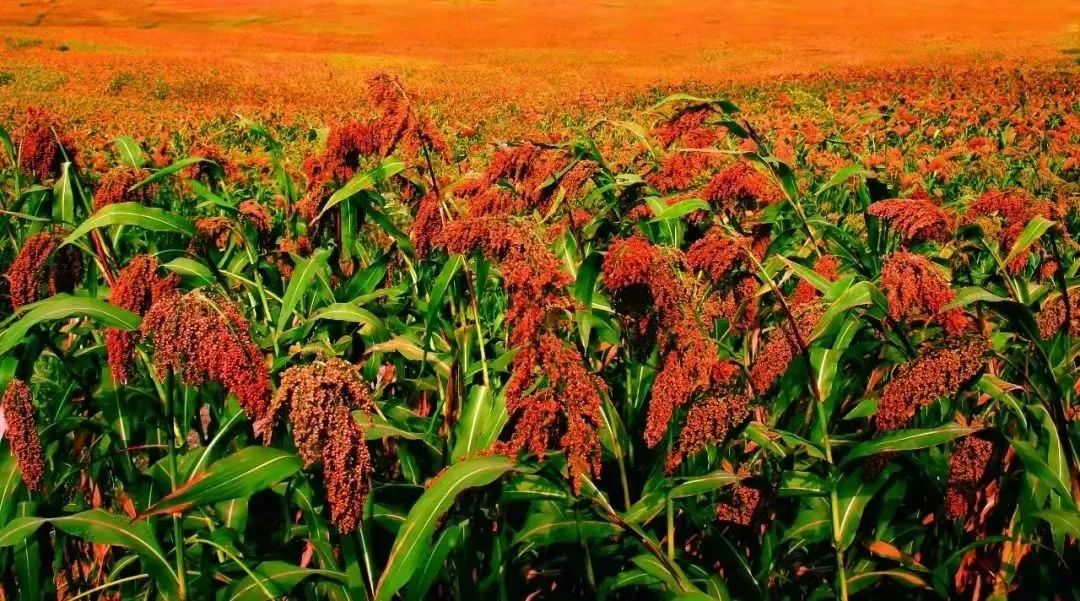 30年老酒勾兑新酒比例多少,30年的浓香型老酒口感