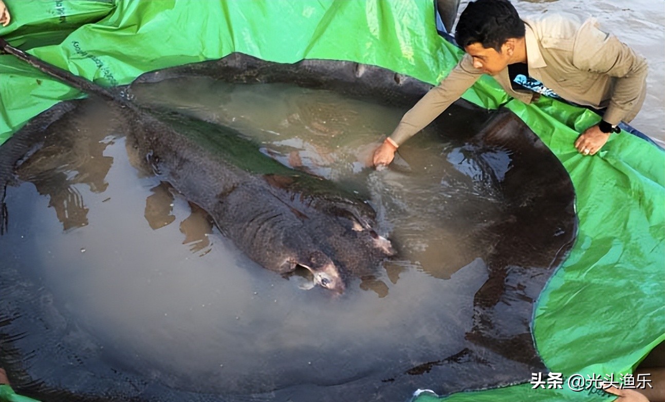 4千斤野生黄鱼被捕捞,巨型鳐鱼被抓到