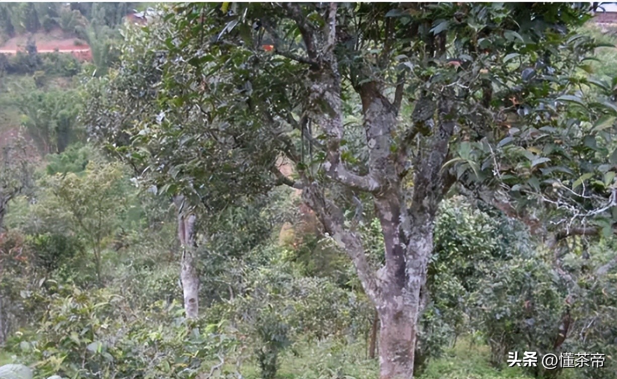 云南古树茶年龄最大的茶树,云南十大古树茶排名