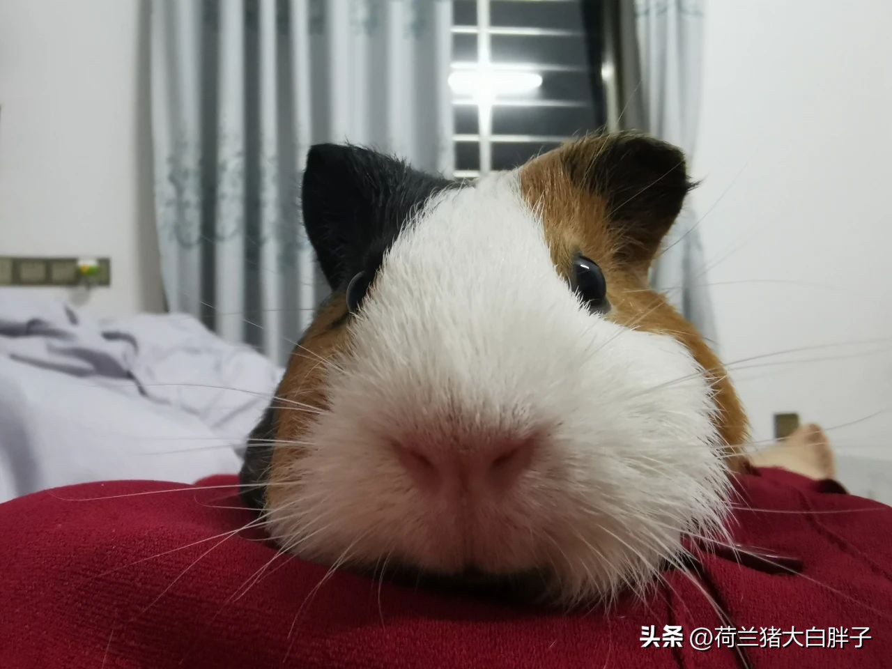 荷兰猪尿血处理方法,荷兰猪尿血了怎么办