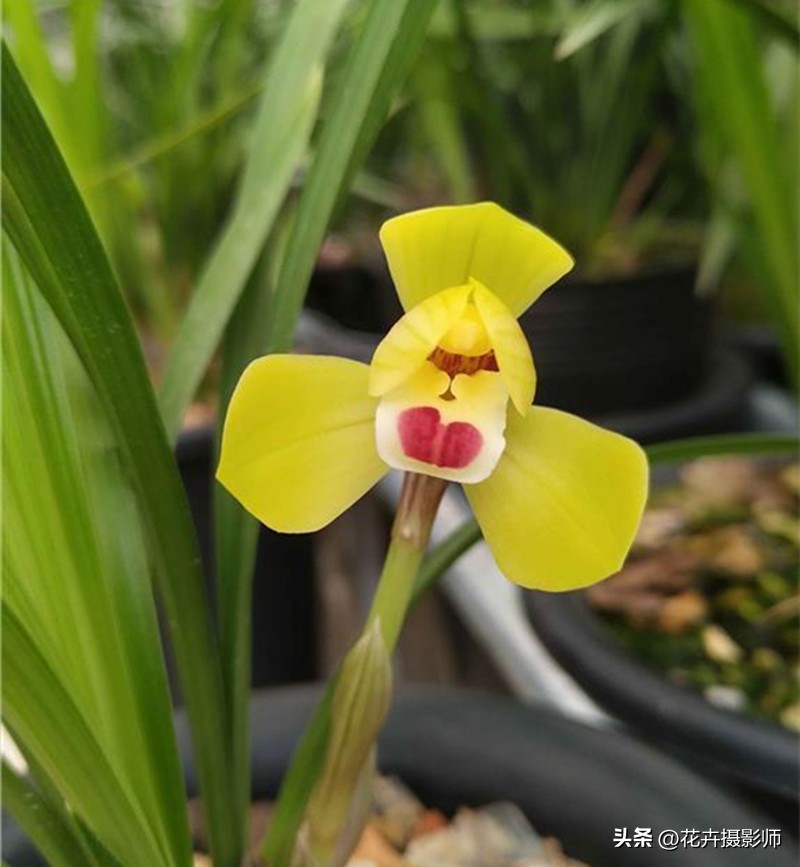 此兰拥有“*力暴**”黄金美学，金瓣玉蕊，香气直透肺腑，这就是实力