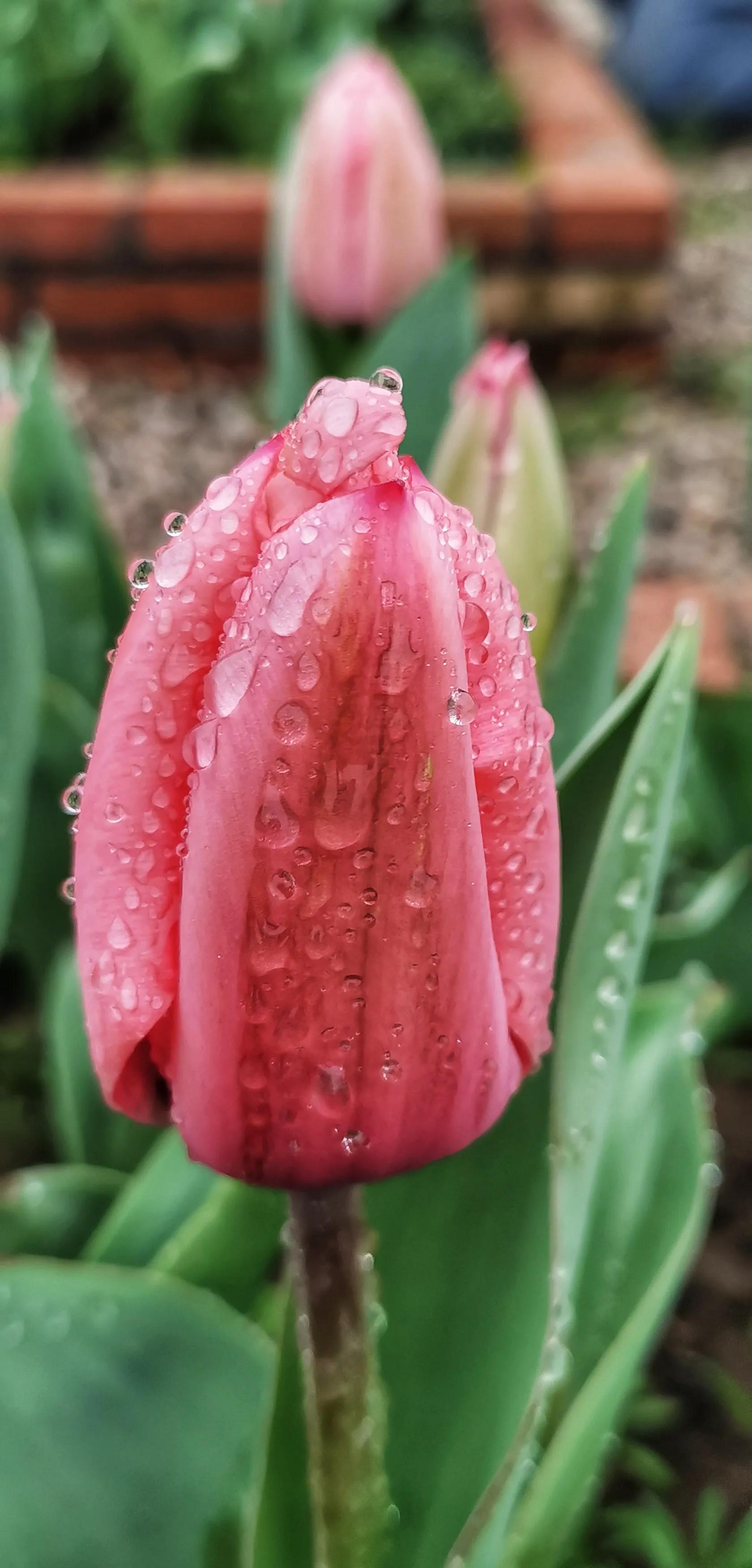 湖北宜昌花海赏花,枝江同心花海四月有什么花