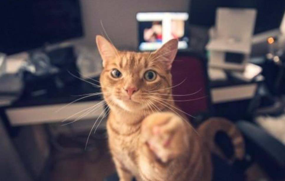 猫咪哪些表现表示过得很幸福,猫咪有哪种表现说明它很幸福