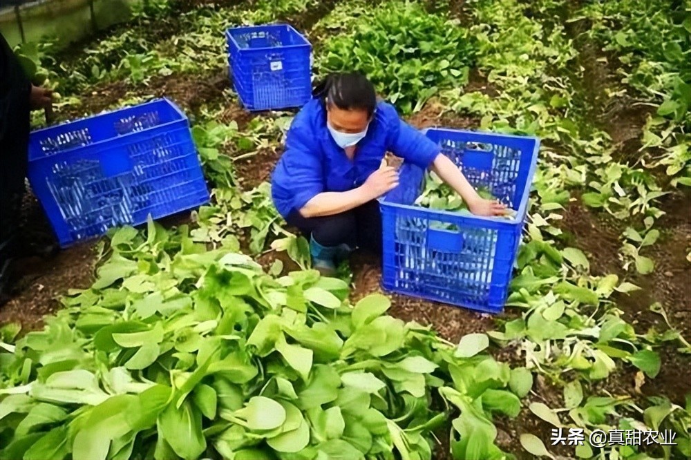 暴雨下的菜价，销区市场行情小幅反弹，产区整体稳定运行