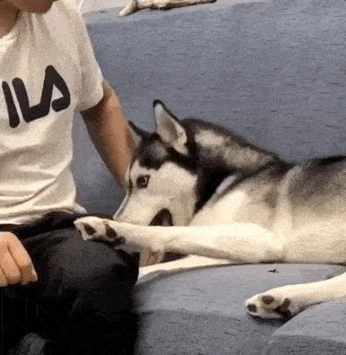 狗的应激反应不可忽视,常见狗的各种发病症状