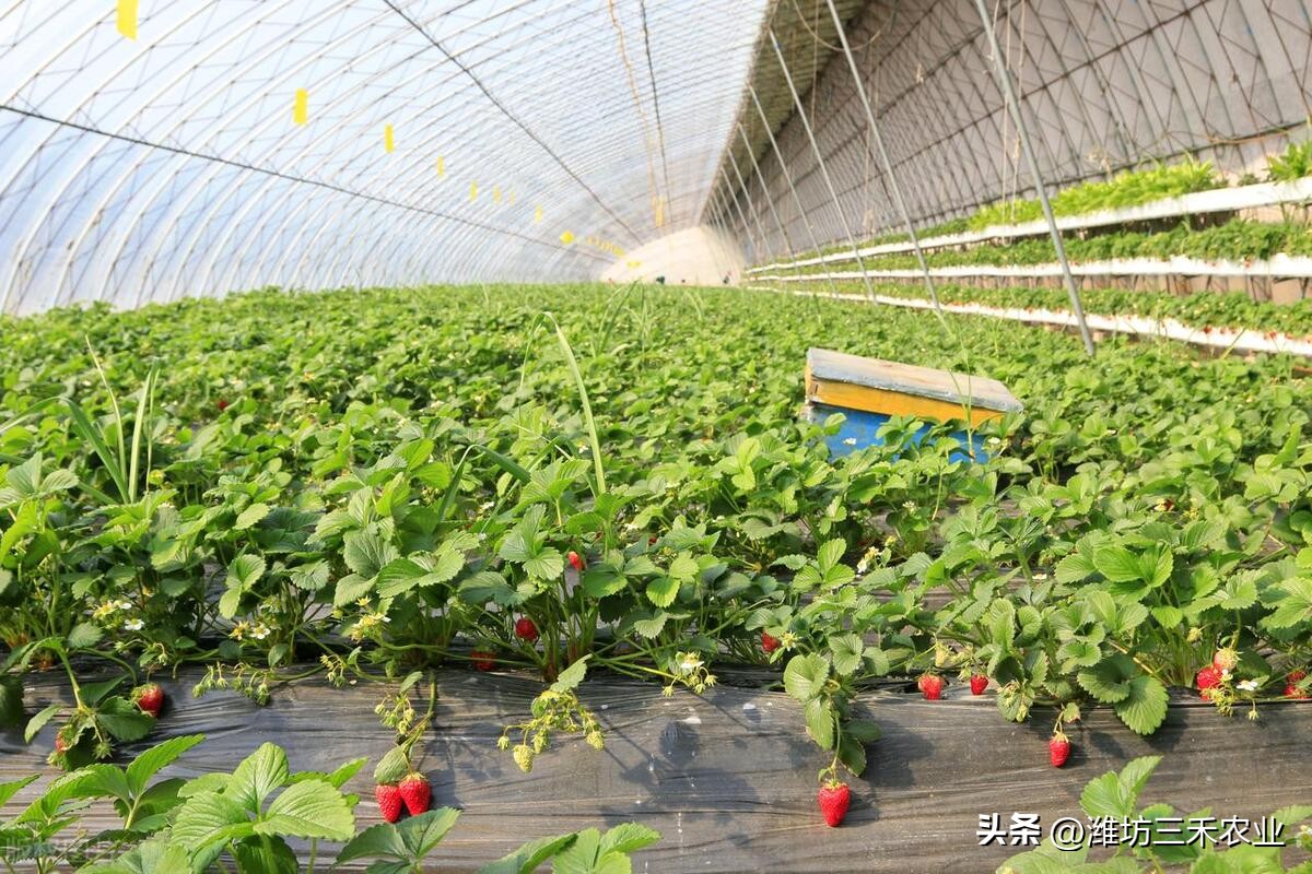 温室大棚的好处有哪些？温室大棚如何提高产量和利润