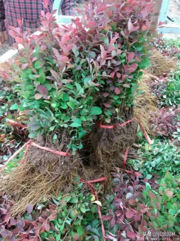 红叶小檗紫叶小檗的价格,红叶小檗幼苗批发基地