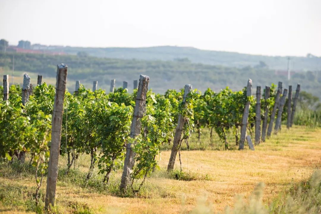 最好吃的爆浆葡萄,香甜爆汁葡萄