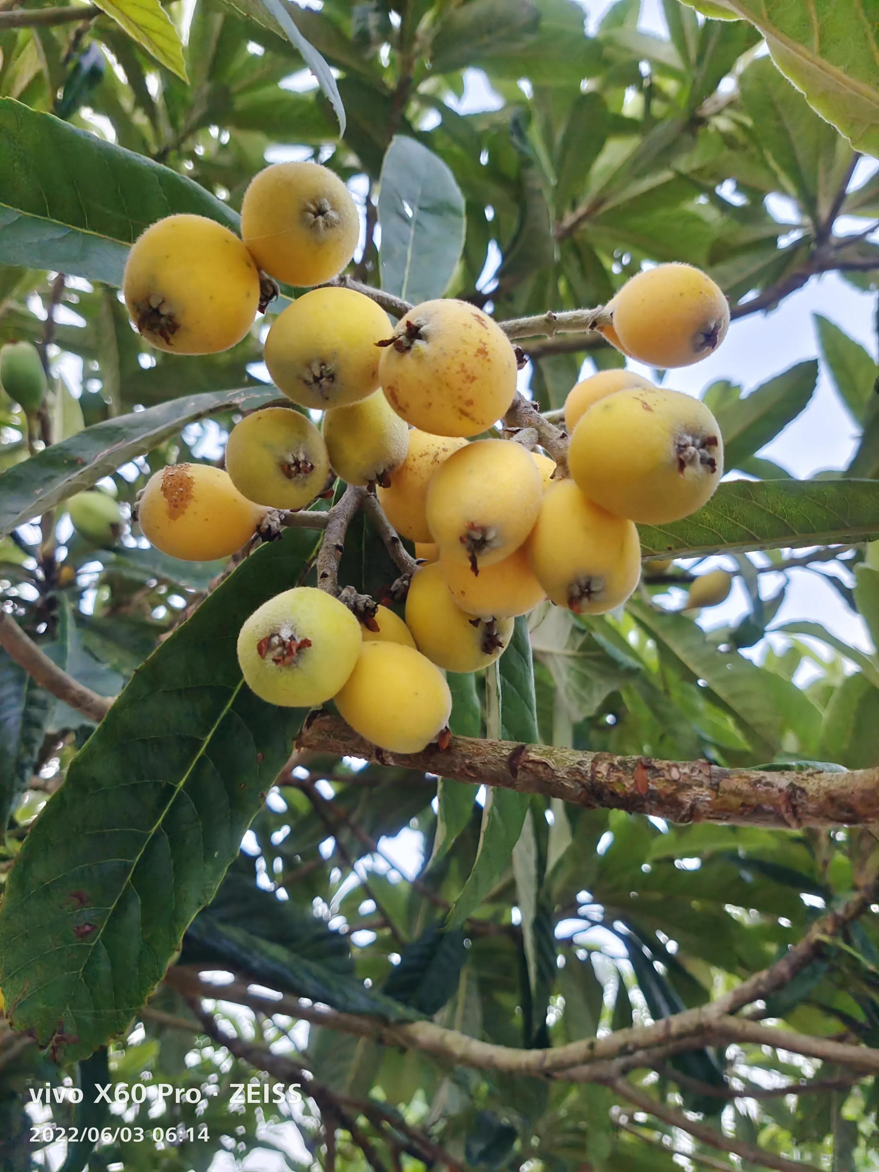 疏影日记之忠实记录生活6.5