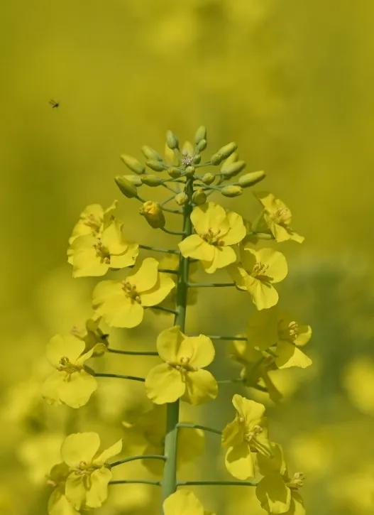 暮霭苍茫，空气凉爽，河水闪着银灰色的光