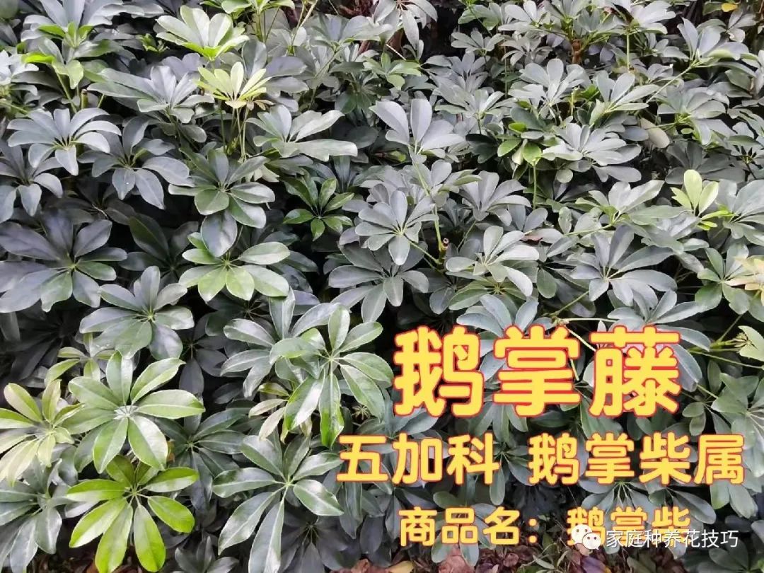 招财进宝植物的风水,寓意招财进宝的植物