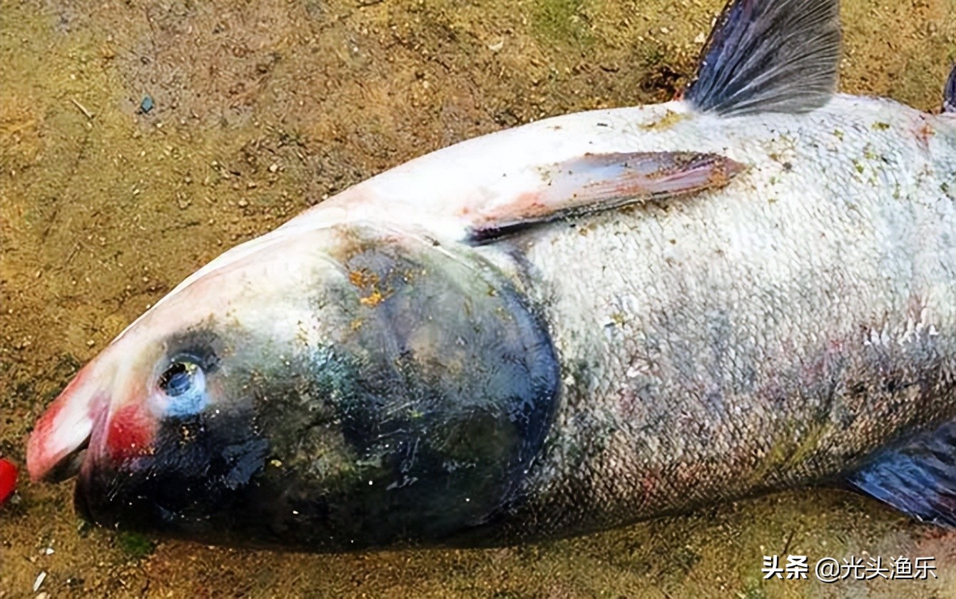 喝水就长肉，一次产卵百万枚，鱼类为何没能成为主要肉类？