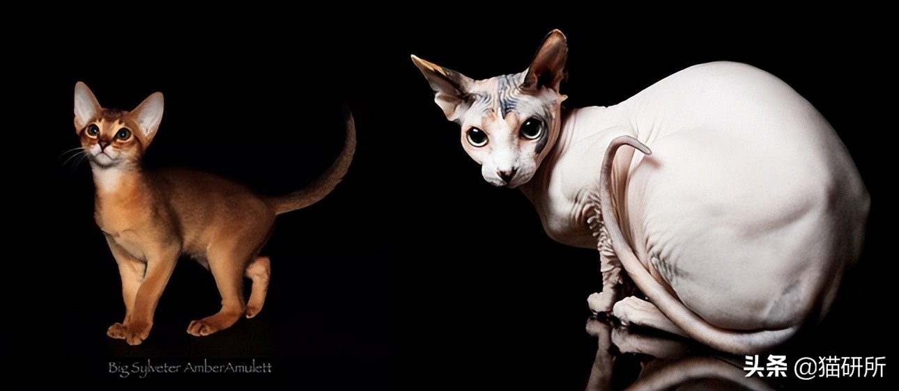 英短猫和美短哪个好养,英短跟美短猫咪