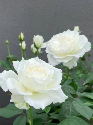 白花月季汇粹：白雪公主、藤冰山、婚礼之路、波莱罗、加百列