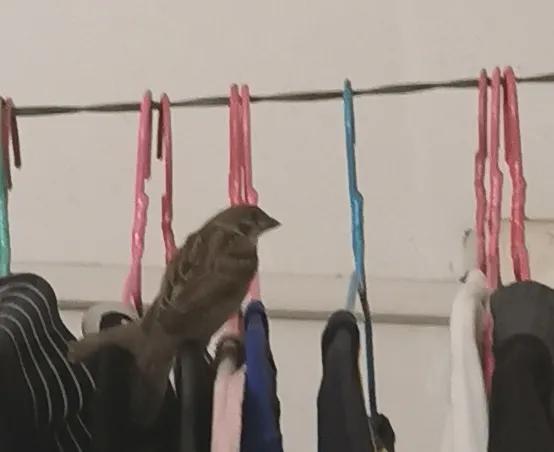 半夜有只鸟飞进家,有只小鸟飞进屋怎么办